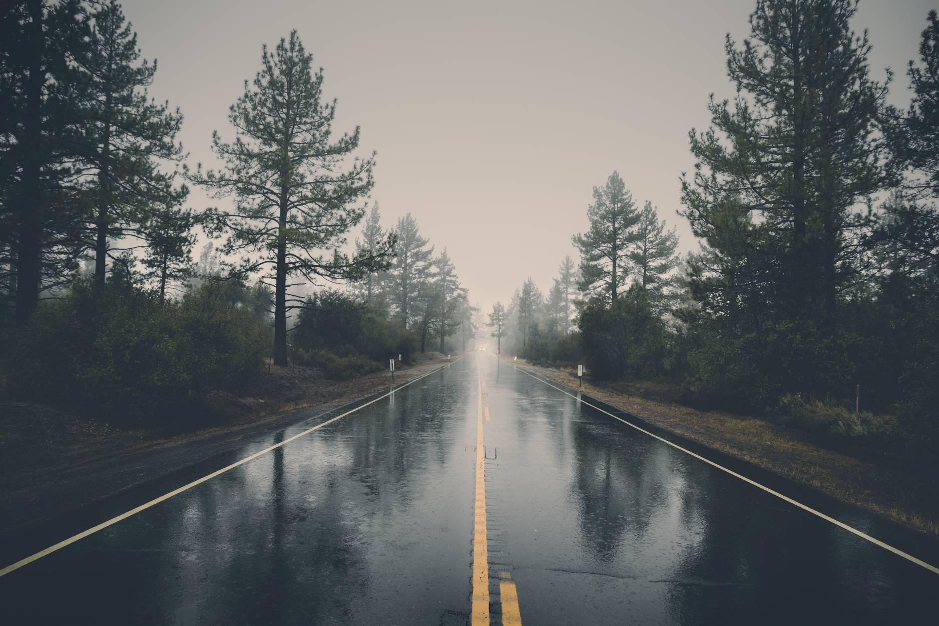 road landscape nature forest