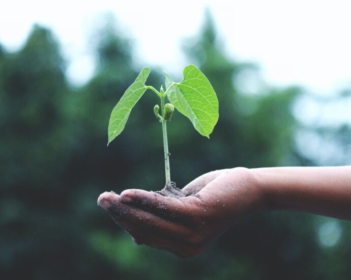 person holding a green plant