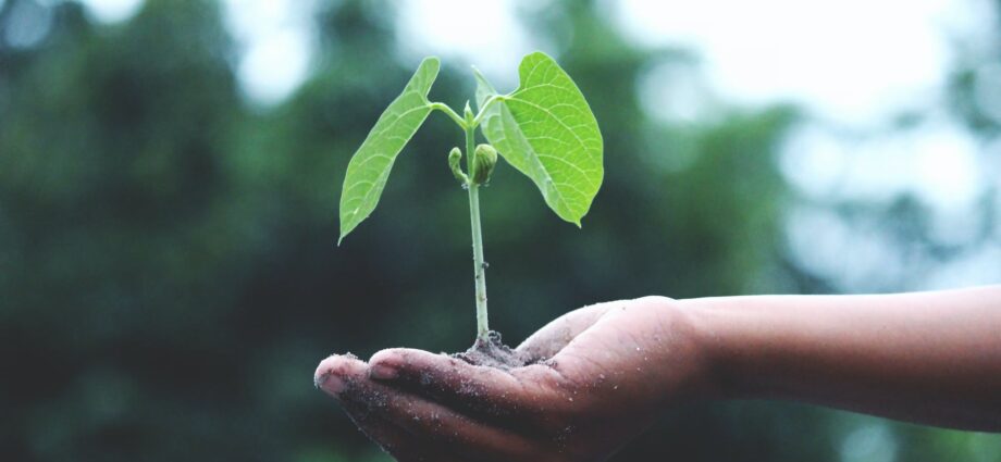 person holding a green plant
