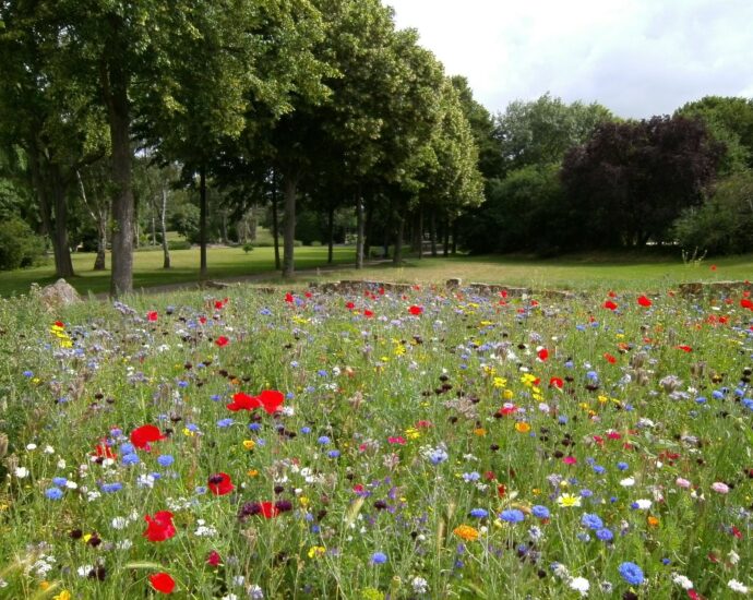 landscape photography of flower garden