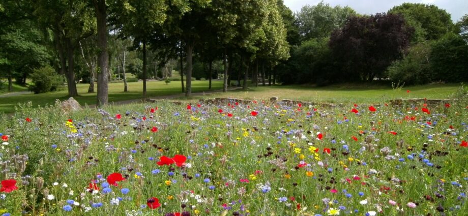 landscape photography of flower garden