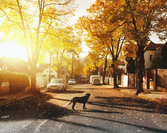 dog on concrete road