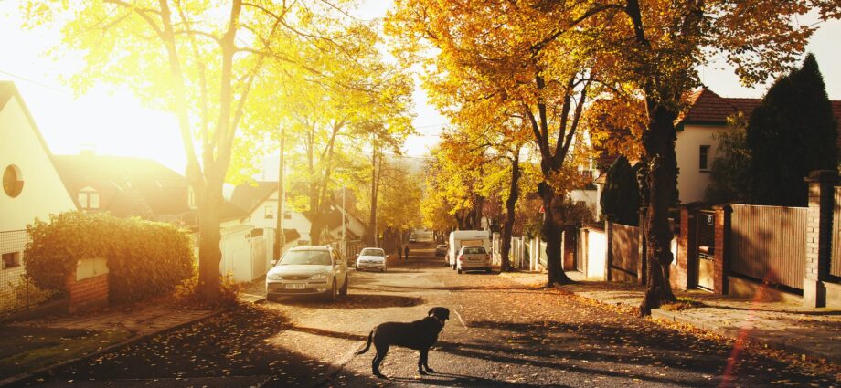dog on concrete road