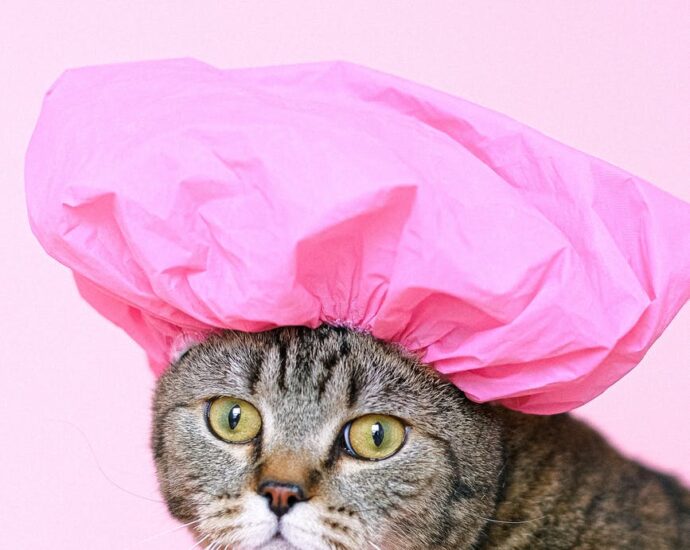brown tabby cat wearing shower cap