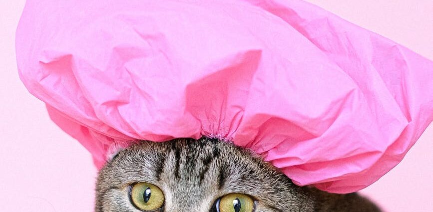 brown tabby cat wearing shower cap
