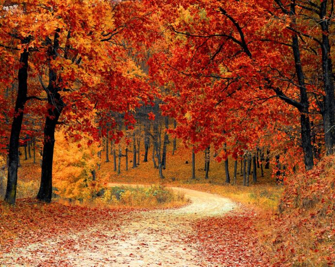 red leaf trees near the road