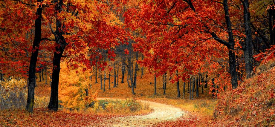 red leaf trees near the road