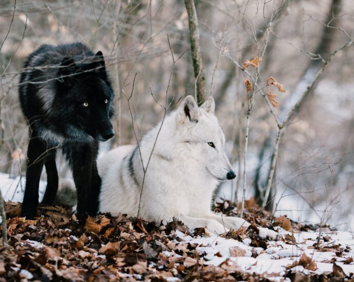 white wolf on brown dried leaves