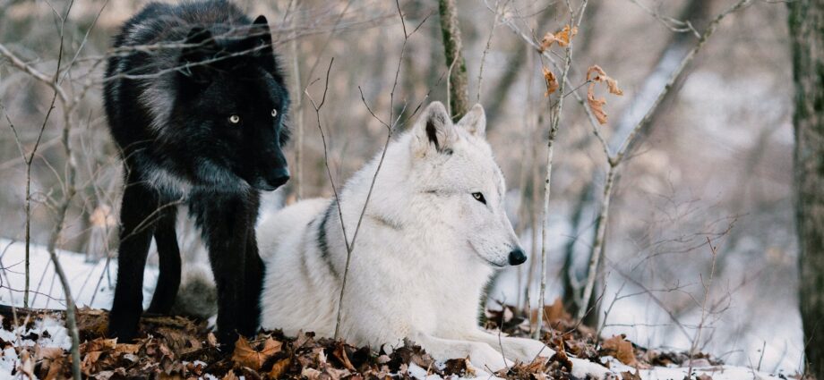 white wolf on brown dried leaves