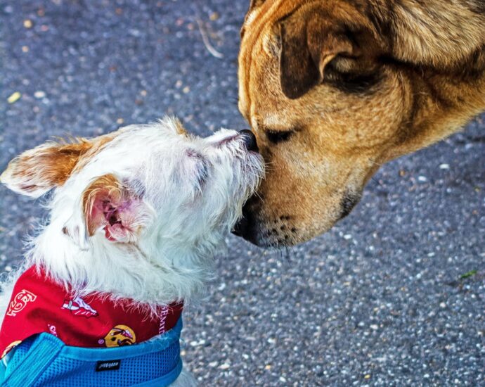 close up photography of two dogs