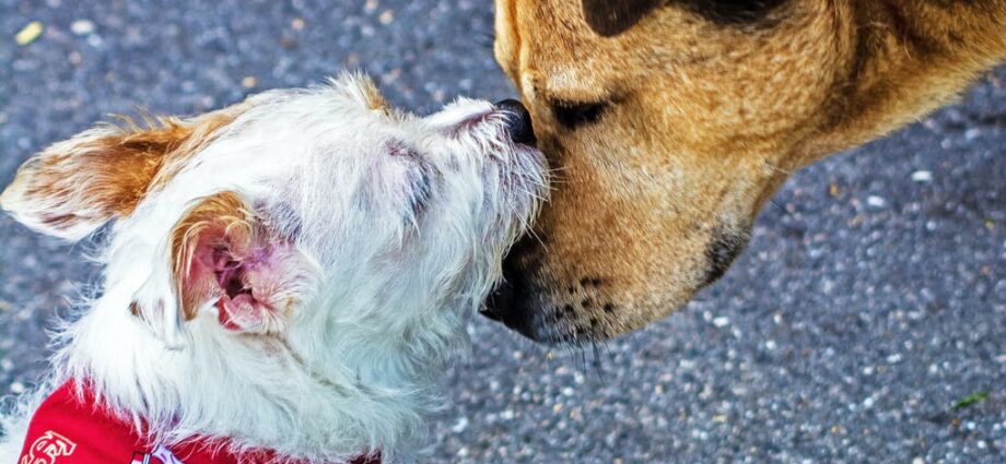 close up photography of two dogs