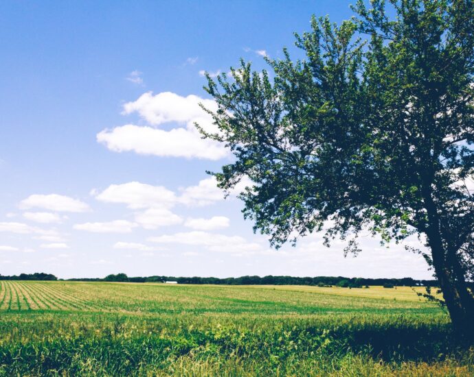 green leafed tree beside open field