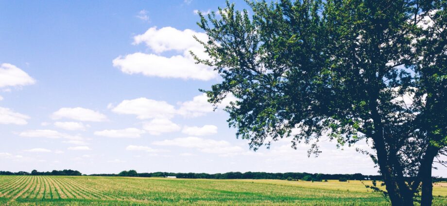 green leafed tree beside open field