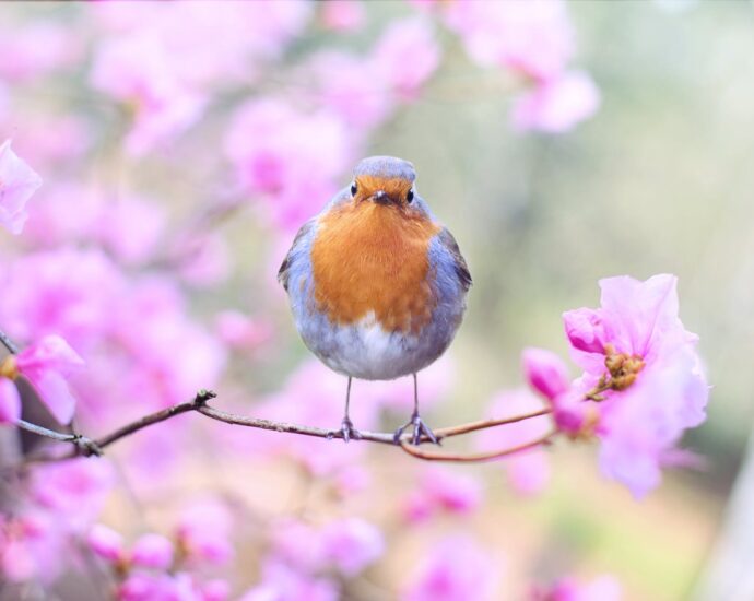 shallow focus photography of bird
