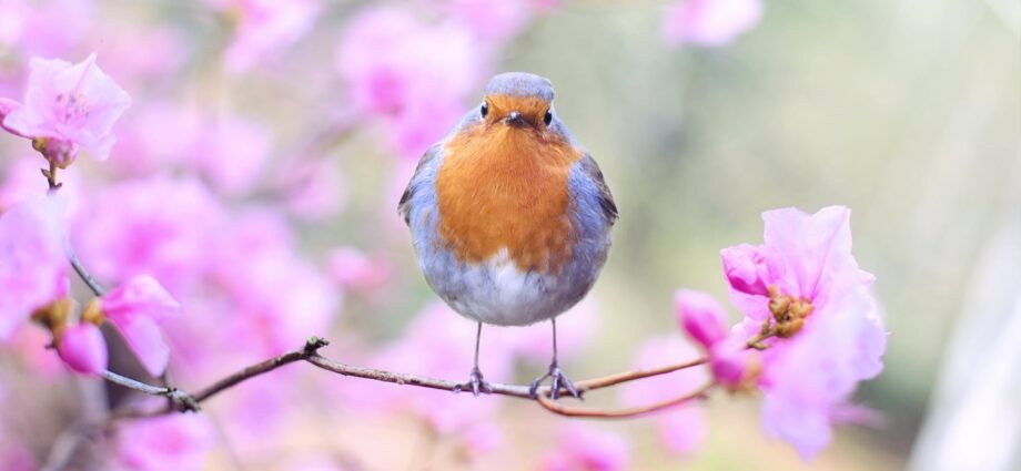 shallow focus photography of bird