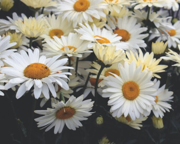yellow daisies closeup photography at daytime