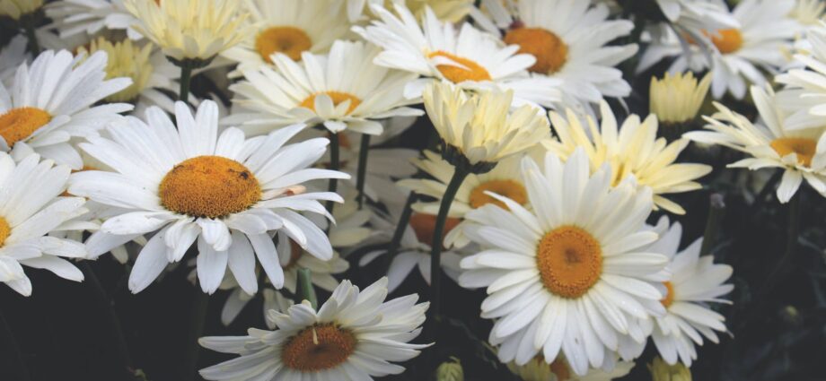 yellow daisies closeup photography at daytime